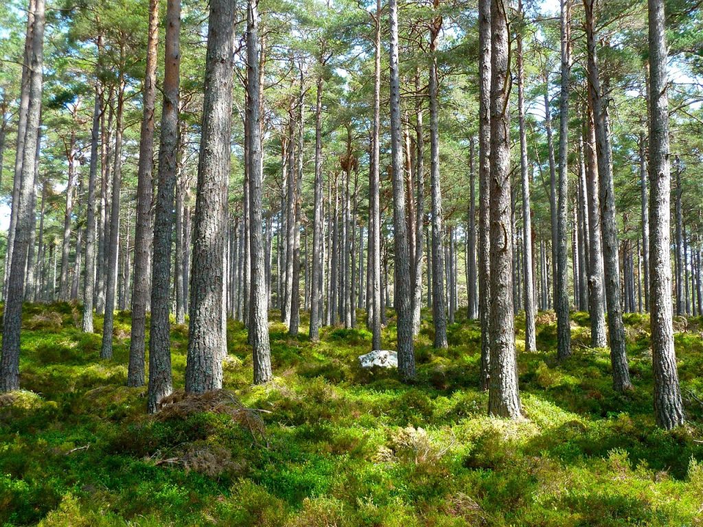 5 gröna företag i Sverige värda att följa