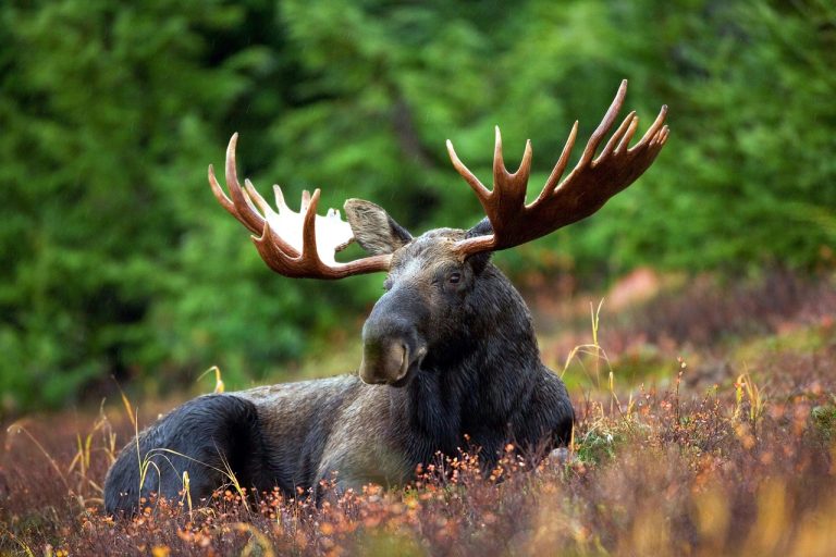 10 roliga fakta relevanta för svenskar