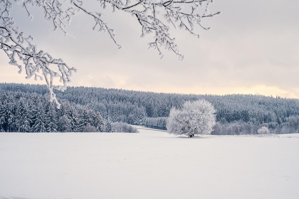Trees-7646958_1280